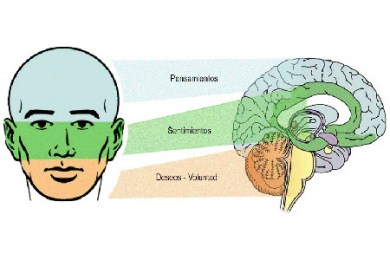 face-brain